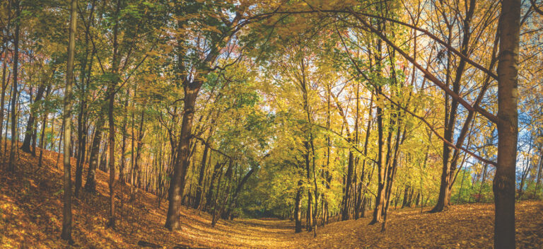 Fall Newsletter 2026